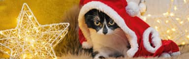 136447603_test_media_2152x674.jpg